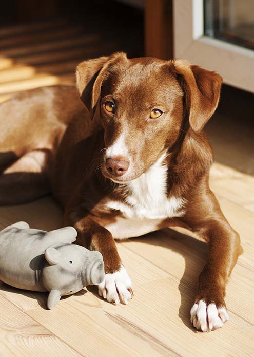 Podenco Mischling liegt auf dem Boden mit dem Spielzeug