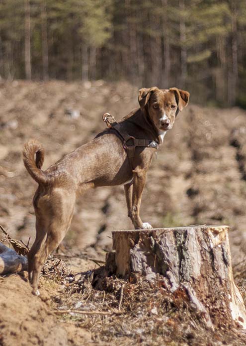 Podenco Hündin steht auf dem Bumstamm im Wald in Berlin