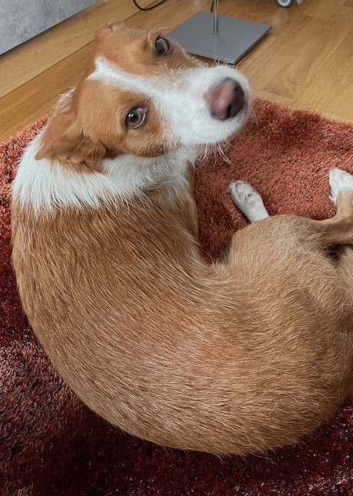 Podenco Joker auf Teppich schaut hoch