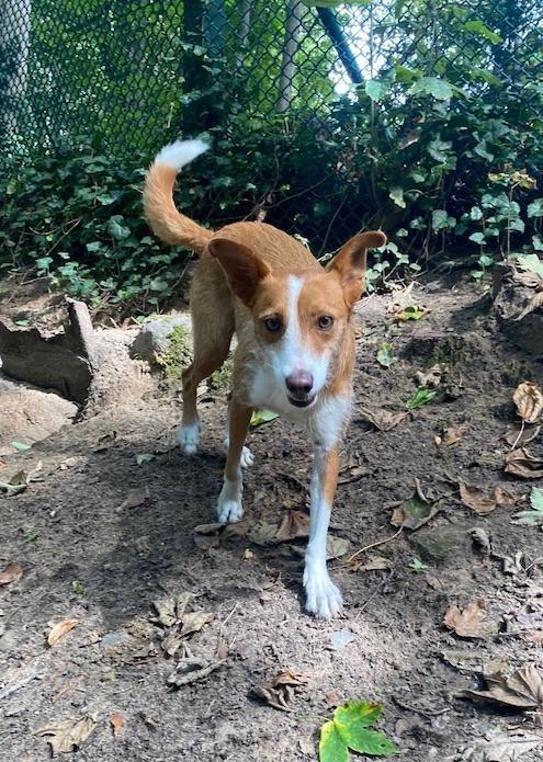 Podenco Joker im Hundefreilauf