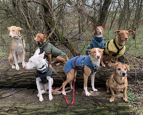 Gruppe von Podenco Hunden in arkenberge Berlin