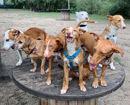 Eine Gruppe von witzigen Podenco Mischlingshunden in berlin