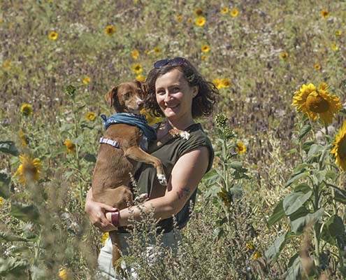 Podenco Mischlingsh[ndin mit ihrer Frauchen in Sonnenblumen