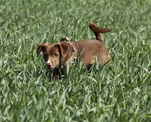 Podenco läuft im tiefen Grass