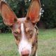 Podenco Freddie