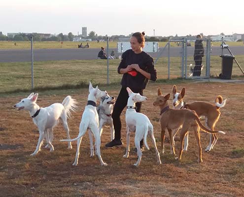 Podenco Heinrich mit Podencokumpels