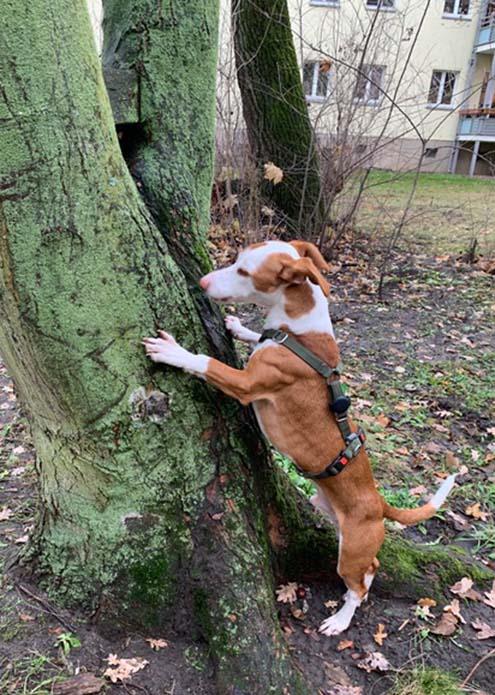 Podenco Mischlingschund Henry mit den Vorderbeinen auf dem Baum