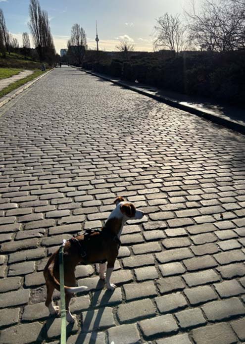 Podenco Mischlingshund auf dem Spaziergang in Berlin