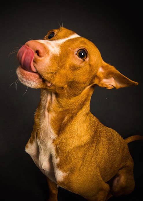 Podenco Lou schaut nach oben