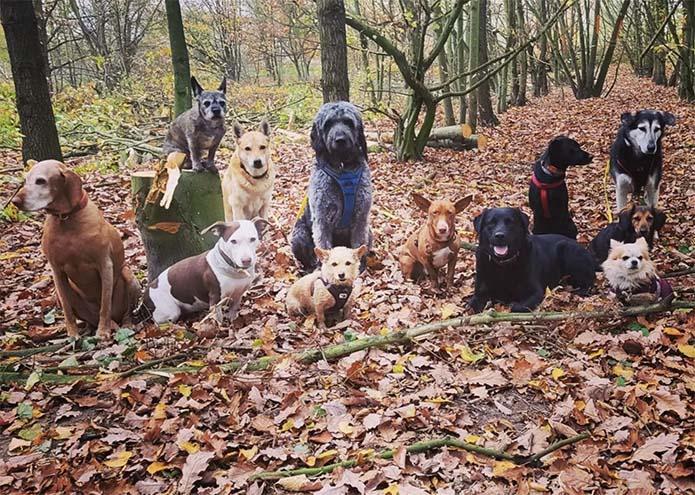 Pino Podenco Mix mit seinen Hundefreunden im berliner Wald