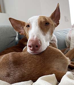 Podenco Quince auf Couch
