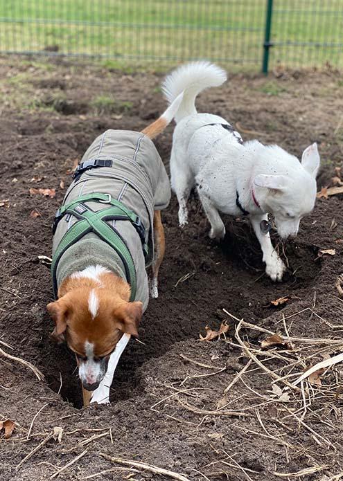 Podenco Rumo buddelt ein Loch mit seinem weißen Hundefreundin Zelda