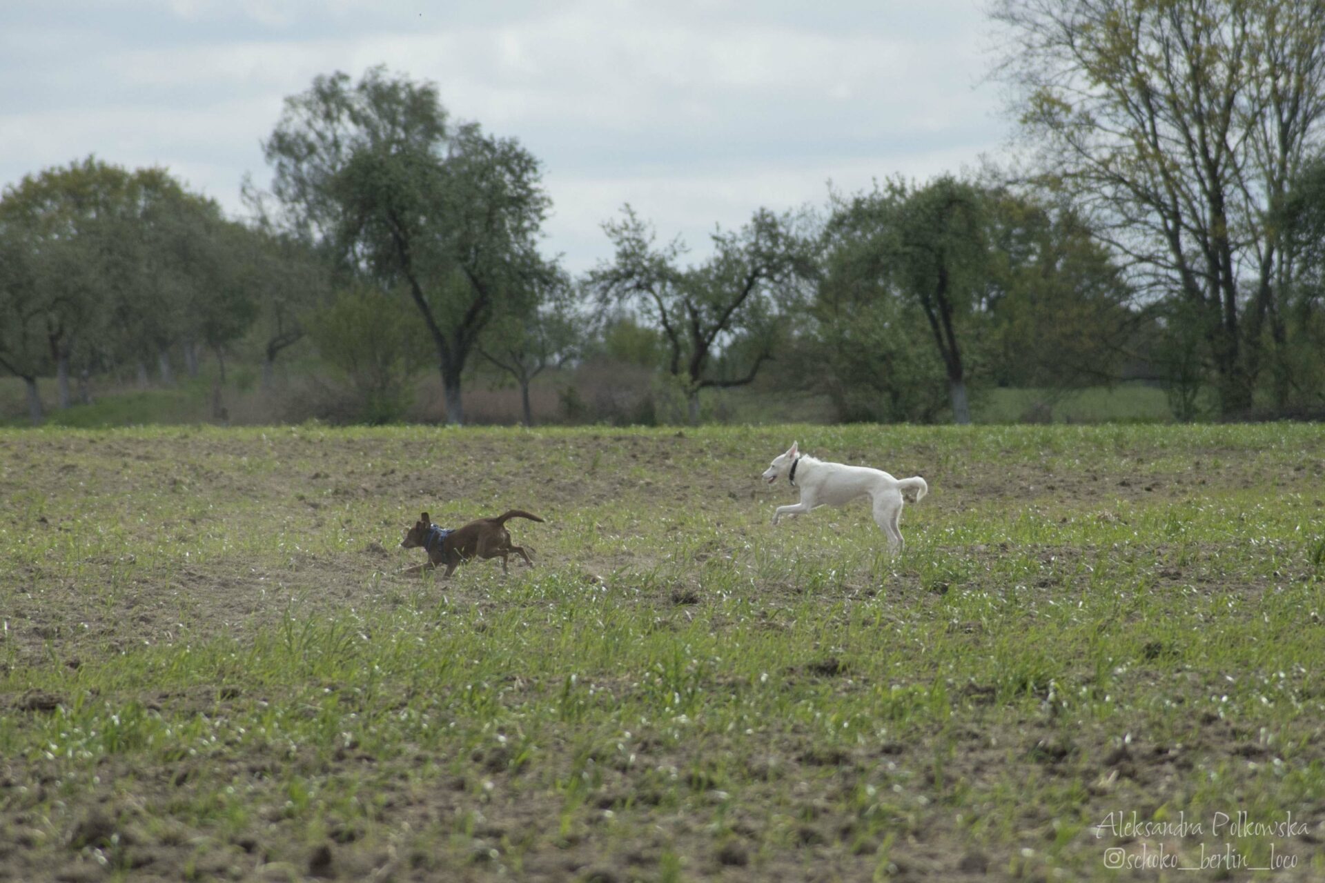 Zwei Podencos rennen auf dem Feld im Hundeauslaufgebiet Arkenberge