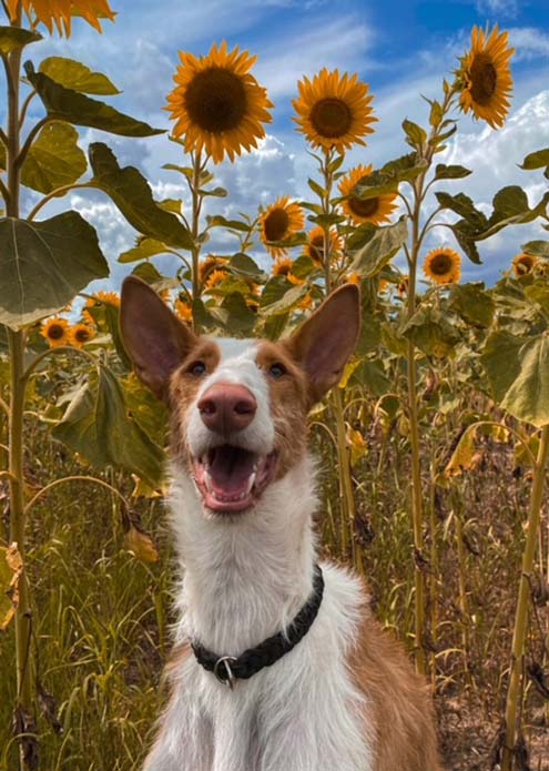 Podenca Monja vor Sonnenblumen