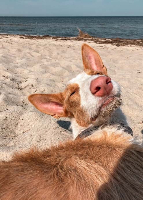 Podenca Monja am Strand