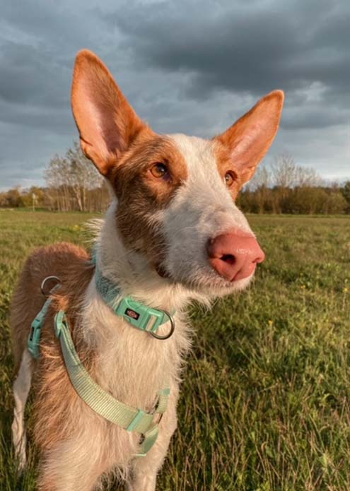 Podenca Monja auf einem Feld