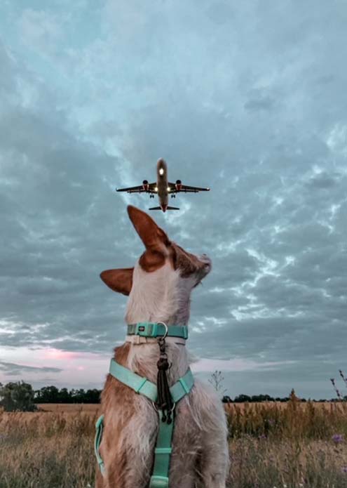 Podenca Monja schaut nach Flugzeug