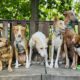 Podenco Treffen